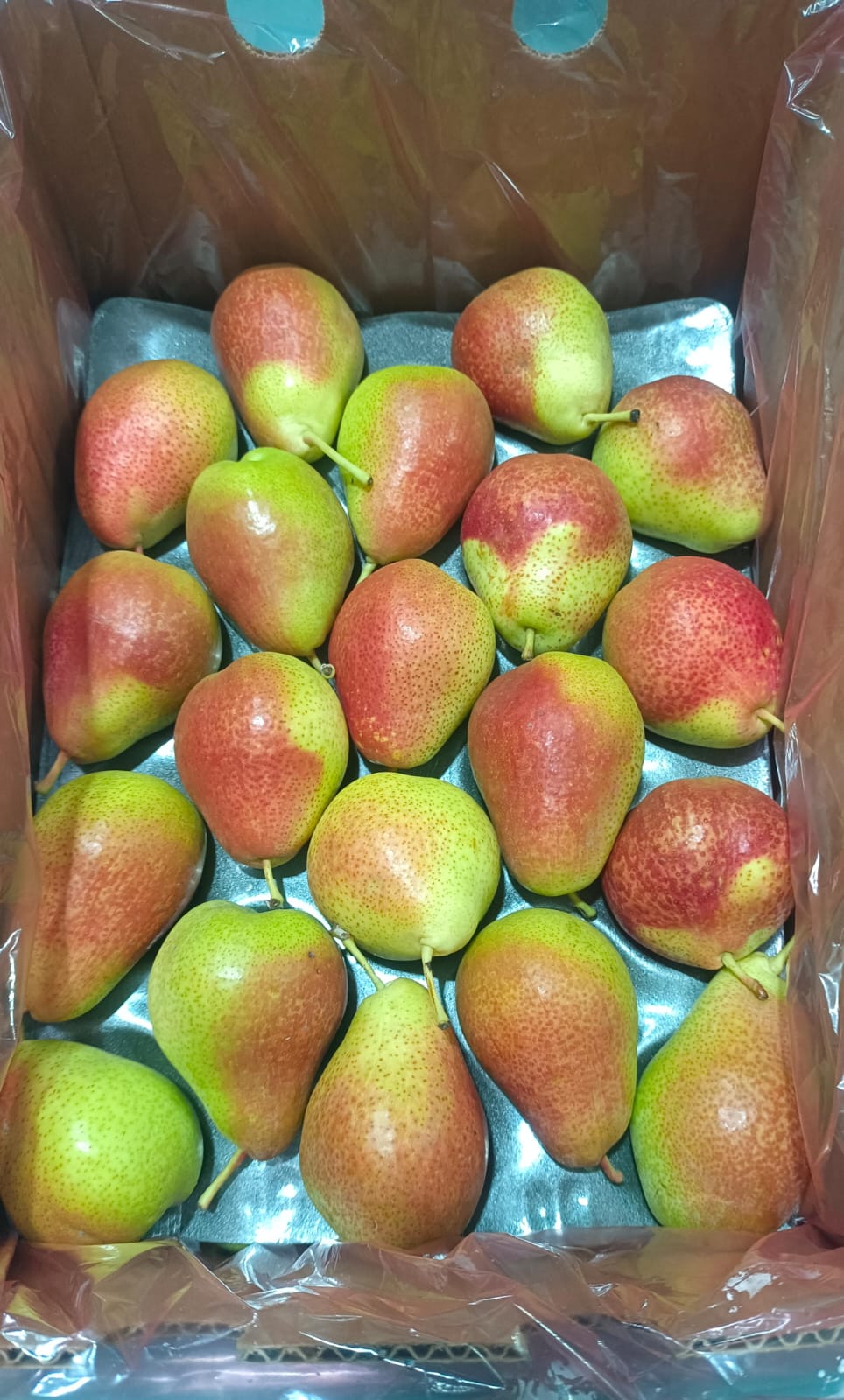 Red Beauty Pear 70C