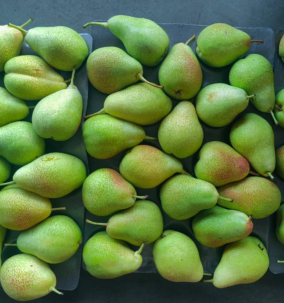 Green beauty Pear 70C