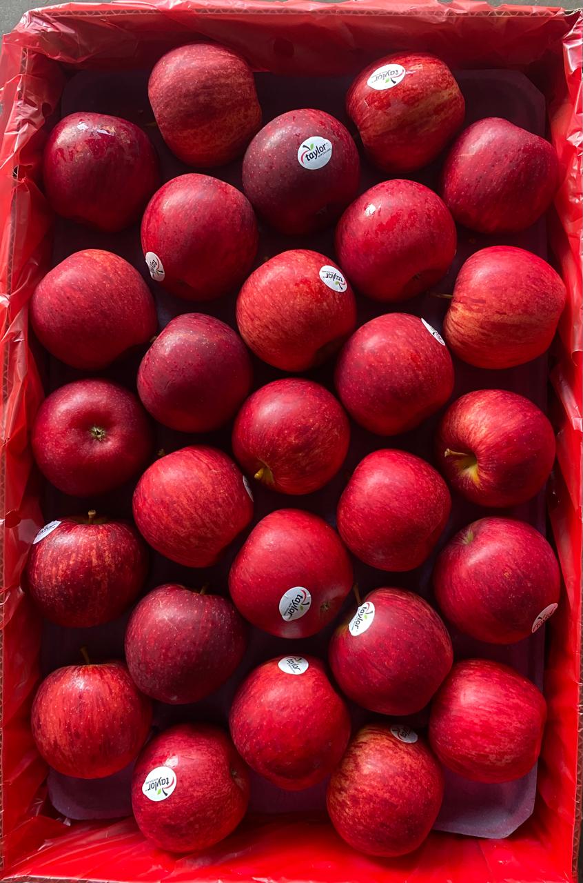 Apple Gala 108C