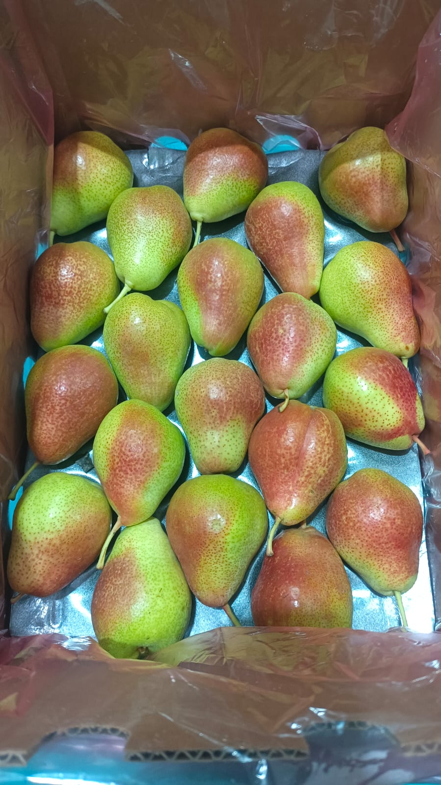 Red Beauty Pear 70C