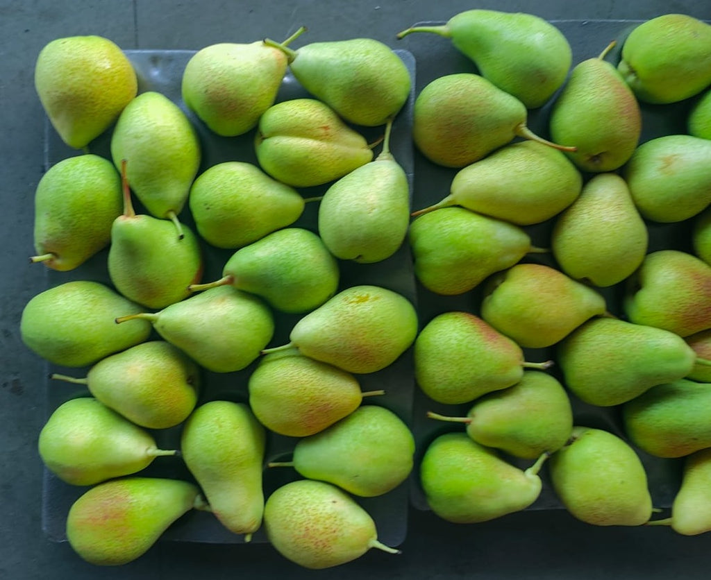 Green beauty Pear 70C