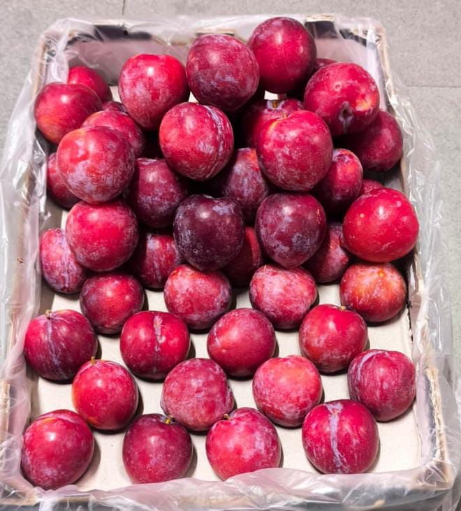 Plum - Imported