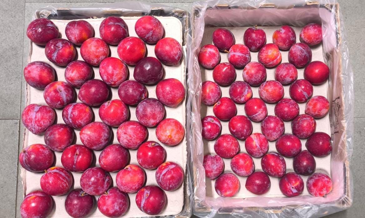 Plum - Imported