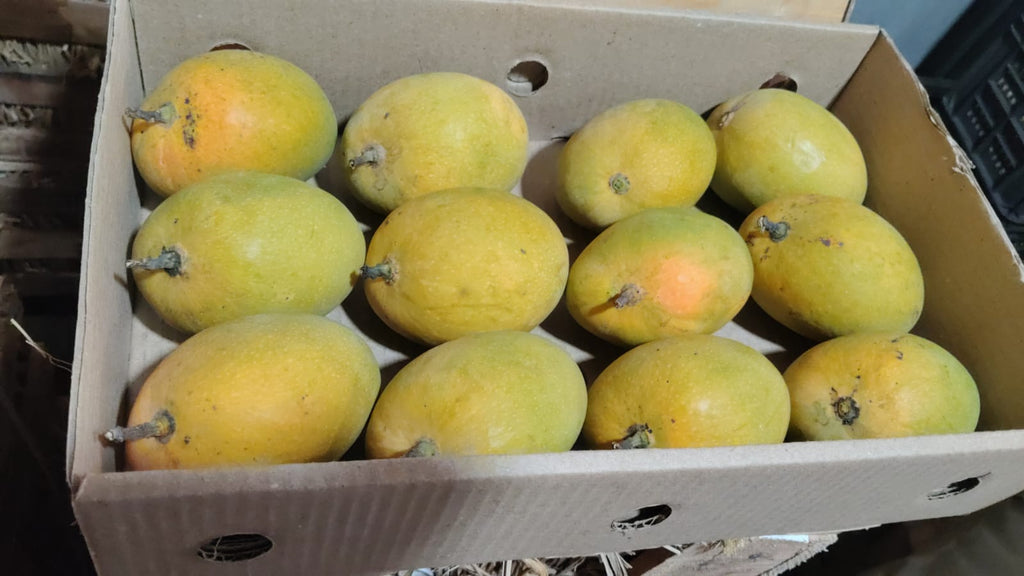 Take Agro Alphonso AAA Mango